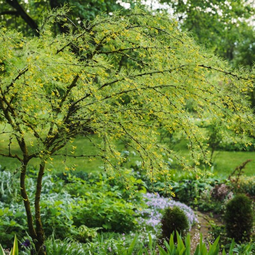 Caranaga arborescens 'Lorbergii'