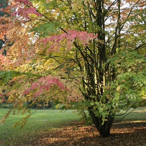 Cercidiphyllum japonicum