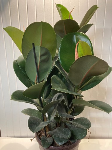 Ficus elastica 'Sophia' – Plante Caoutchouc