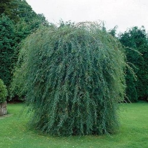 Salix Arctique pendula sur tige - Saule Arctique Pleureur sur tige