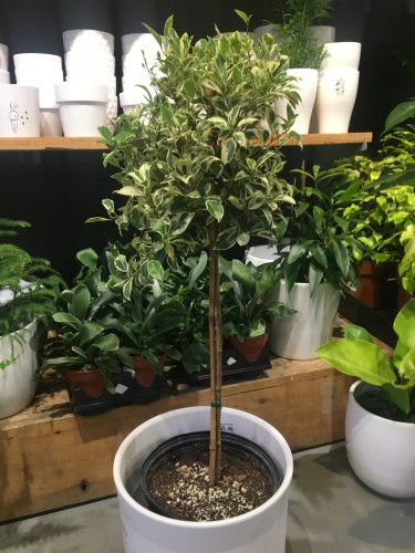 Ficus benjamina 'Variegata' sur tige - Figuier pleureur