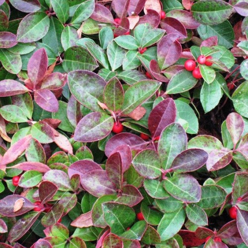 Gaultheria Procumbens 
