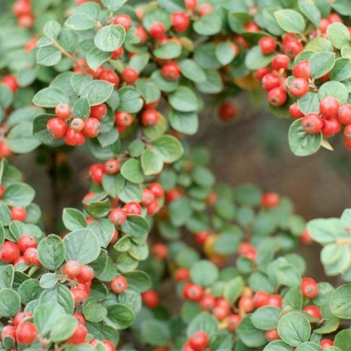 Cotoneaster hessei - 2 gallons
