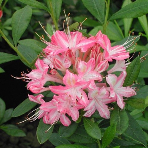 Azalée 'Ribbon Candy'