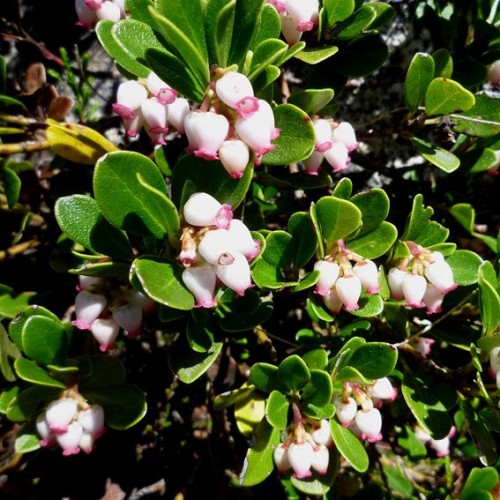 Arctostaphyllos uva-ursi 'Vancouver Jade' - 1g