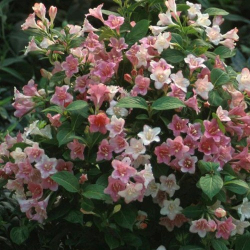 Weigela 'Carnaval' - 2g