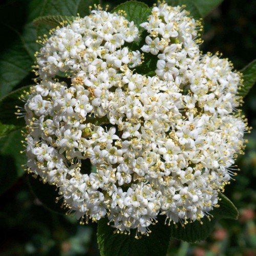 Viorne Commune 'Mohican'