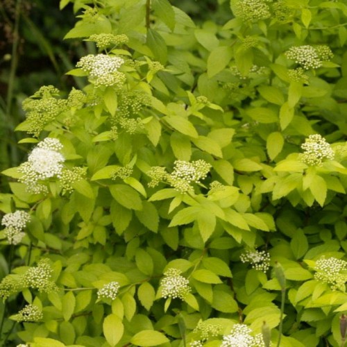 Spirée 'White Gold' - 2g
