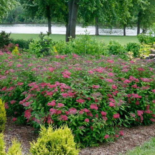 Spiraea japonica 'Double Play Red' - 2g