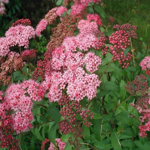 Spiraea japonica 'Anthony Waterer' - 2 gallons
