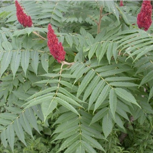 Rhus typhina 