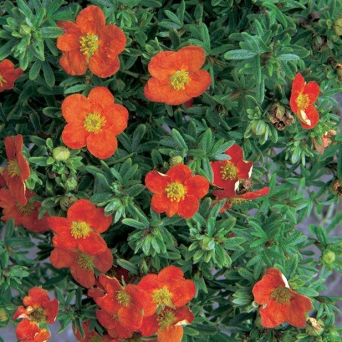 Potentilla fructicosa 'Red Ace' - 2g