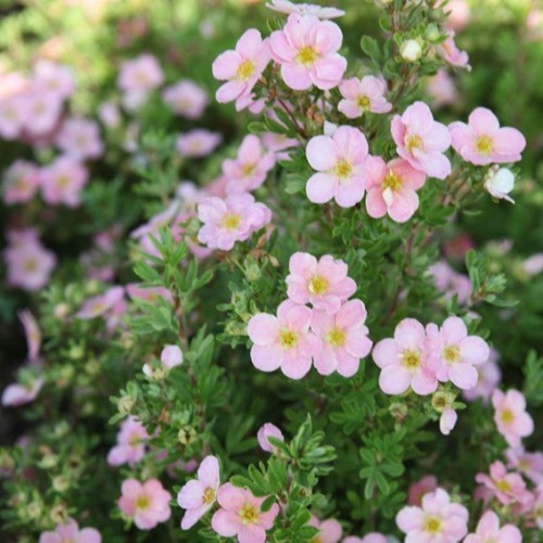 Potentille 'Pink Beauty' - 2g