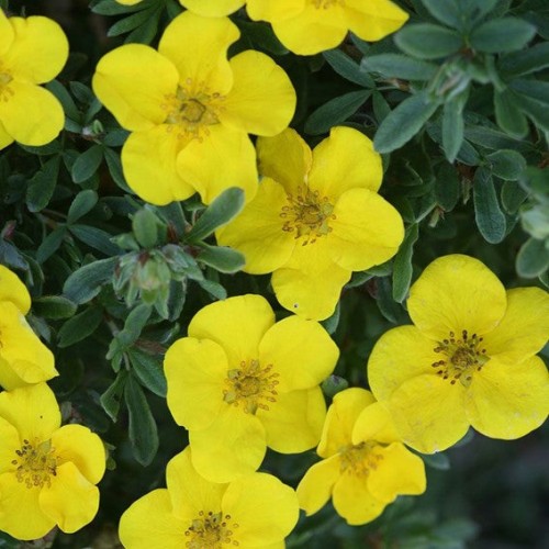 Potentilla fructicosa 'Happy Face Yellow' - 2g