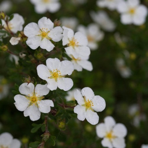 Potentilla fructicosa 'Happy Face White' 