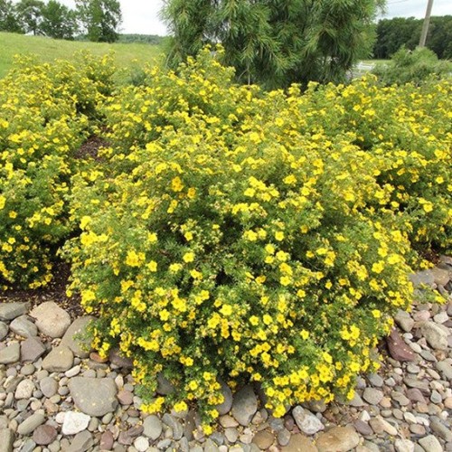 Potentilla fructicosa 'Goldstar' - 2g