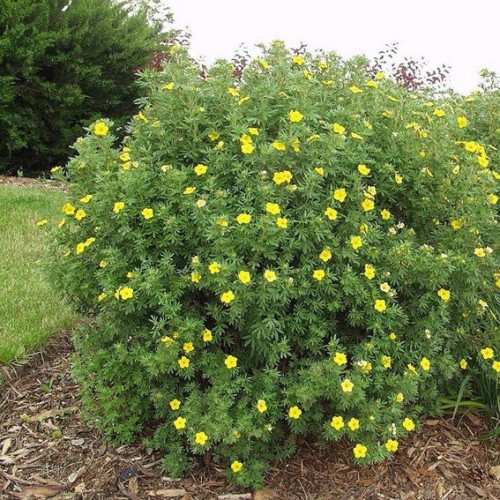 Potentilla fructicosa 'Goldfinger' - 2g