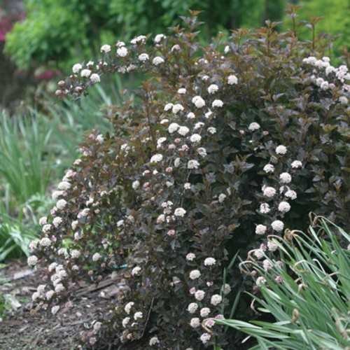 Physocarpus opulifolius 'Summer Wine' - 2g