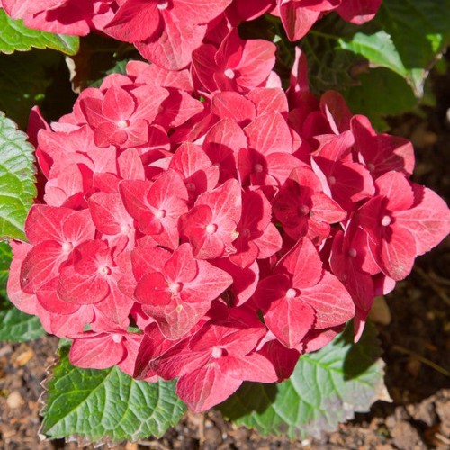 Hydrangea macrophylla Cityline 'Paris' - 2g