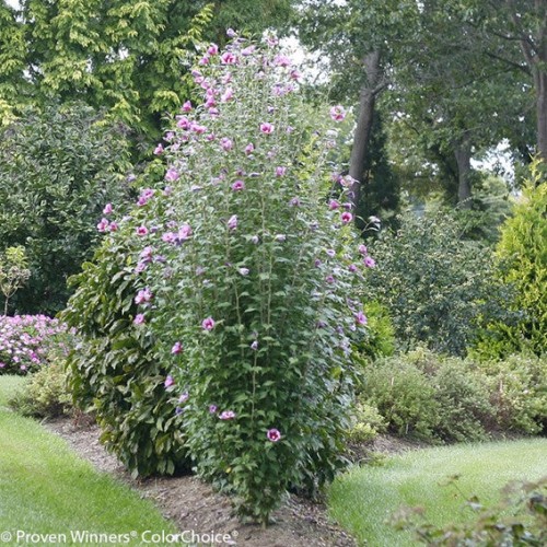 Hibiscus syriacus 'Purple Pillar' - 2g