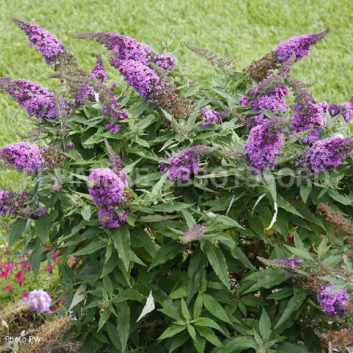 Buddleia davidii 'Pugster Blue' - 1.5g