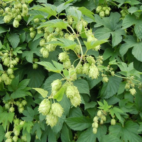 Humulus lupulus 'Nugget'