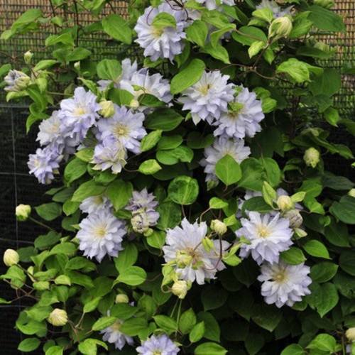Clématis 'Diamond Ball' - 1g