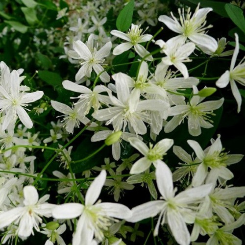 Clématis paniculata - 1g