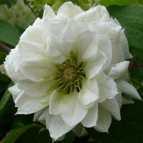 Clématis 'Duchess of Edinburgh' - 1g