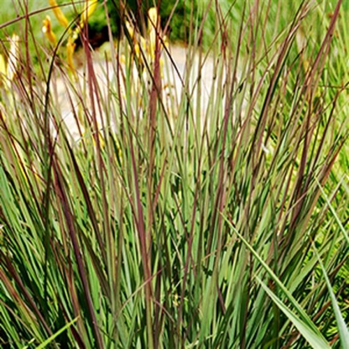 Andropogon 'Rain Dance' - 1g