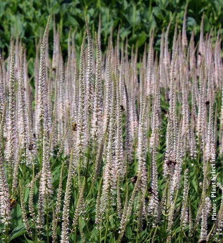 Veronicastrum Roseum - 2g