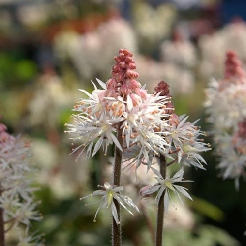 Tiarella 'Spring Symphony' - 1g