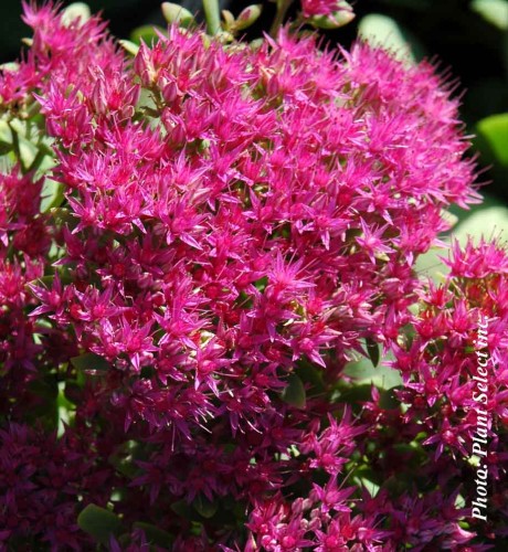 Sedum spectabile 'Neon' - 2g