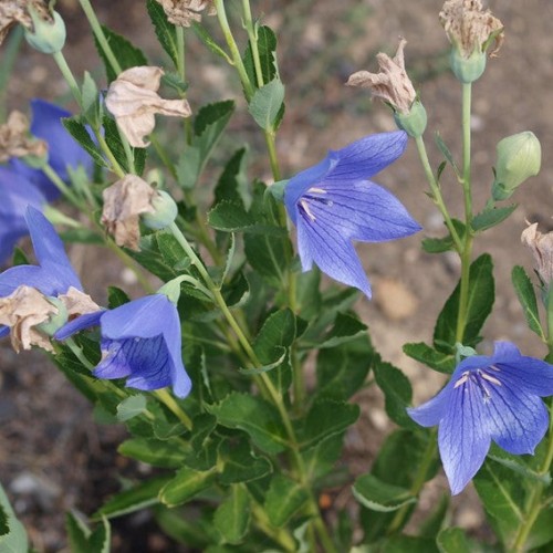 Platycodon 'Pop Star Blue' - 1g
