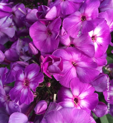 Phlox paniculata 'Laura' - 2g
