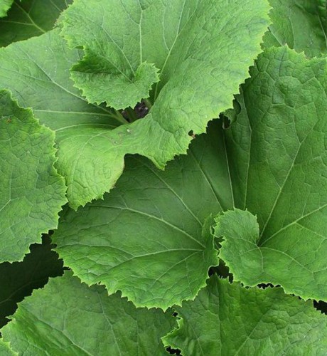 Petasites Japonicus var. 'Giganteus'