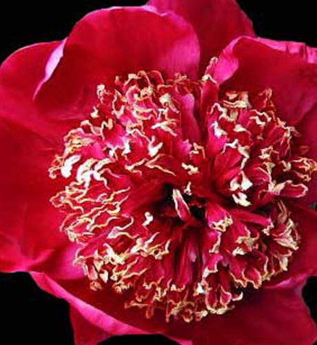 Paeonia 'Nippon Beauty' - 2g