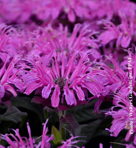 Monarda 'Leading Lady Plum'