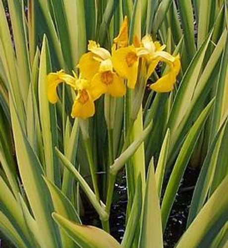 Iris pseudoacorus 'Variegata' - 2g