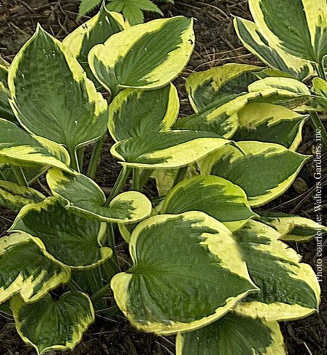 Hosta 'Twilight'