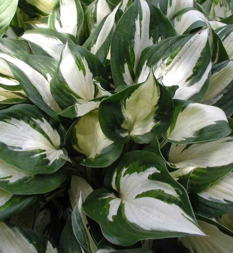 Hosta 'Fire and Ice' - 1g