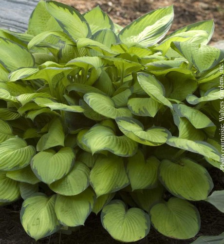 Hosta  'Gold Standart' - 2g