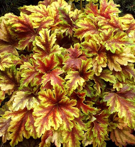 Heucherella 'Golden Zebra' - 1g