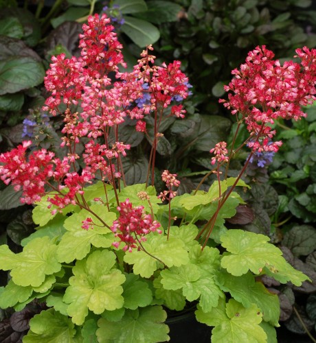 Heuchera 'Sweet Tart' - 1g