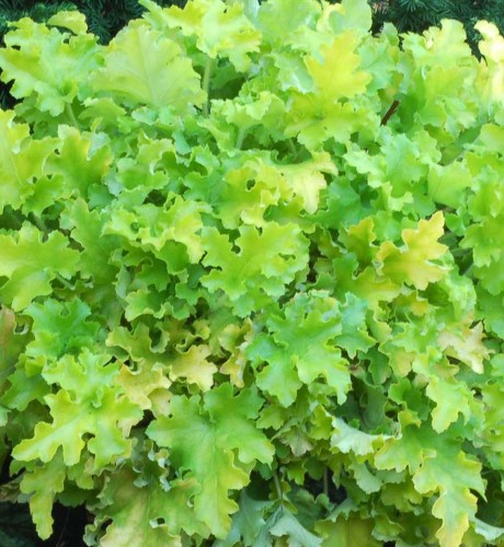 Heuchera 'Lime Marmalade' - 1g