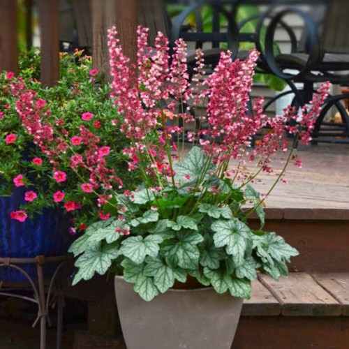 Heuchera 'Berry Timeless' - 1g