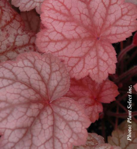 Heuchera 'Georgia Peach' - 1g