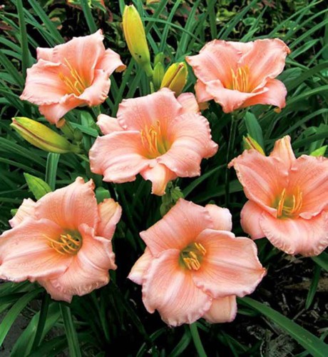Hemerocallis 'Peach Stella' - 1g
