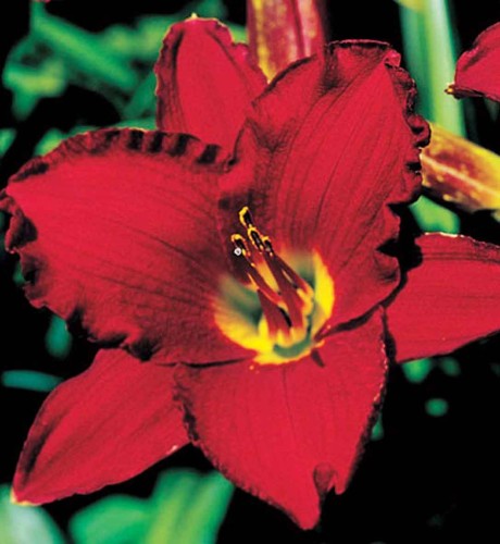 Hemerocallis  'Red Pinocchio' - 2g