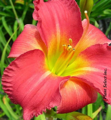 Hemerocallis 'Earlybird Cardinal' - 1g